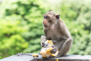 Young male monkey is eating fresh corn.