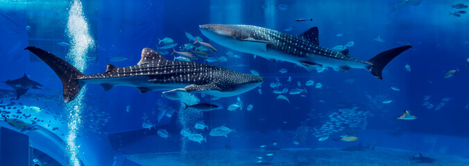 Fototapeta premium Dwa Shark Whale pływają po przeciwnej stronie