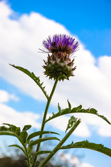 Thistle flower against blue sky with white clouds.