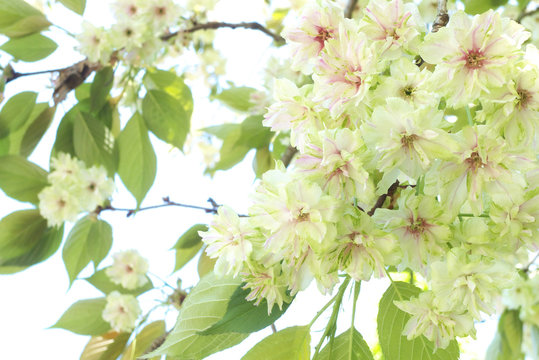 ギョイコウ桜」の写真素材 | 388件の無料イラスト画像 | Adobe Stock