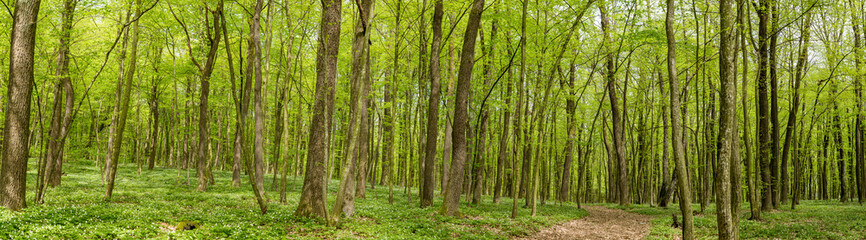 Fototapeta na wymiar Trail in a green forest panorama landscape in the spring in high resolution