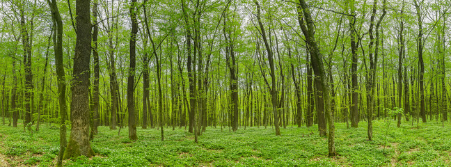 Forest at spring landscape panorama in high resolution