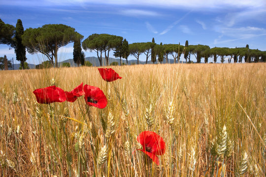 Maremma valley in summer
