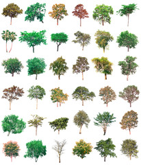 Collection of tree on white background. (for gardening)	