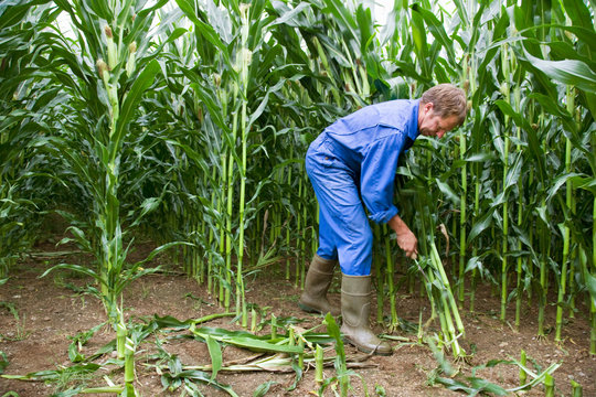 farmer cutting corn stalks