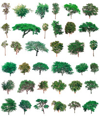 Collection of tree on white background. (for gardening)	