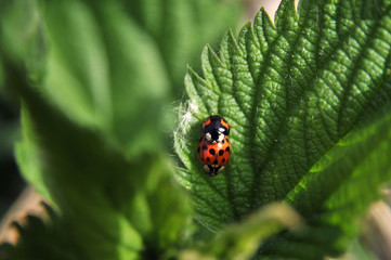 Pair of ladybugs in love