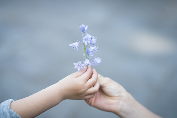 青い花を手渡す親子