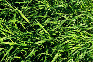 Textural green background of a bright green grass. Sedge green grass close-up. 