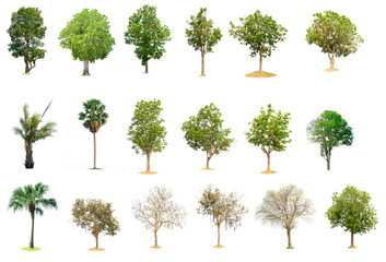 Collection trees on white background of isolated