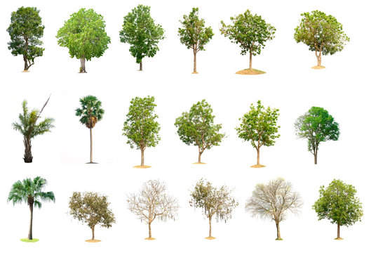 Fototapeta Collection trees on white background of isolated