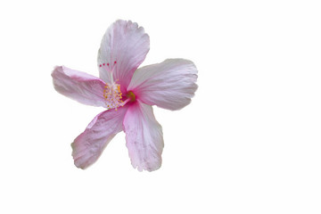 Obraz na płótnie Canvas Pink Hibiscus on white background