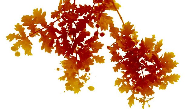 colored oak leaves on white background