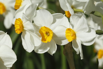 Fototapeta premium Narzissenblüte (Narcissus Pseudonarcissus)