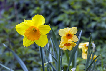 Obraz premium Osterglocken