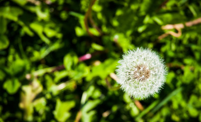 close up of a dandelion on a meadow