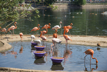 Fototapeta premium Flamingo from the Moscow Zoo