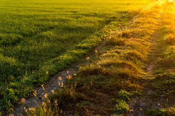 Road to Rice Farm in Morning Light