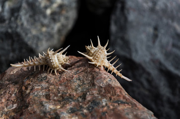 Beautiful marine shells crawling on terracotta stone surface