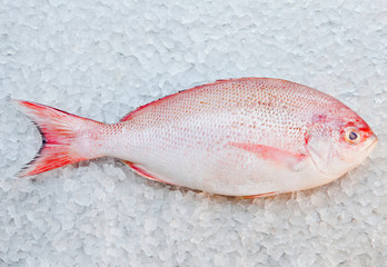 Close up of red snapper fish on ice bed