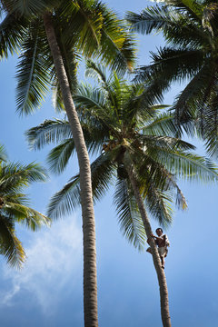 Man climbing tropical palm trees
