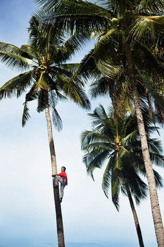 Man climbing tropical palm trees