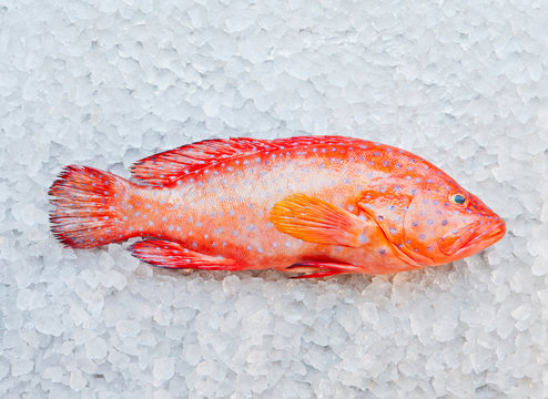 Close up of parrot fish on ice bed