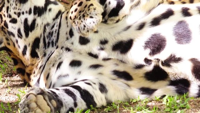 On&ccedil;a-pintada. (Panthera onca)