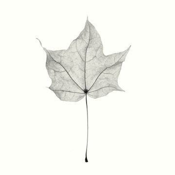 Single leaf on white background