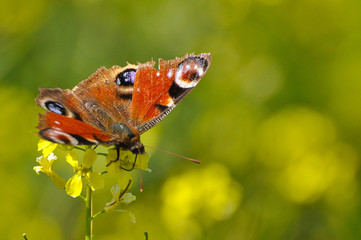 European Common Peacock butterfly (Aglais io, Inachis io) Collecting nectar on wild yellow flowers