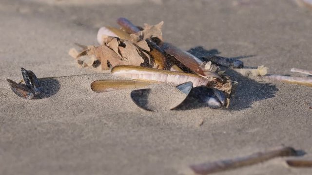 Coquillages sur la plage 