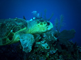 Green Turtle, Ambergris Caye, Belize