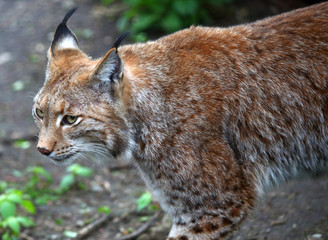 Luchs
