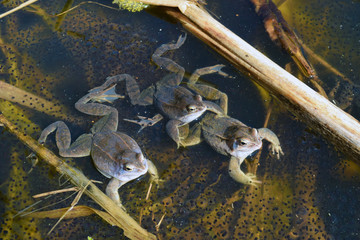 Three males of moor frog in spawning blue color guarding their caviar between water plants in swap