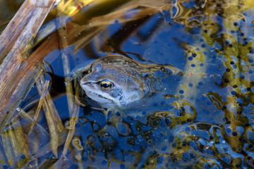 Male of moor frog in spawning blue color swimming guarding his caviar under water in swap