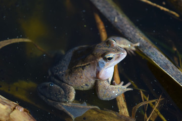Male of moor frog in spawning blue color croaking between water plants in swap