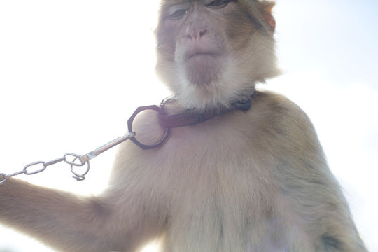 Monkey wearing pet collar