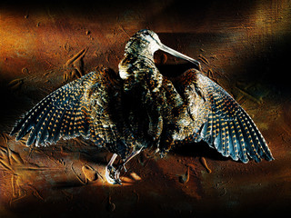 Dead woodcock bird