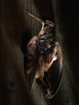 Dead woodcock bird