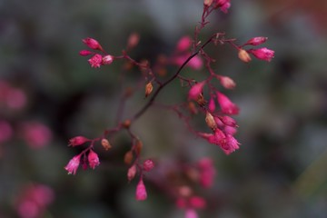Tiny Flower Bunch