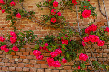 a roses climb on a brick wall /an explosion of blooming coloured roses