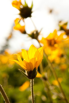 Yellow flowers, close up