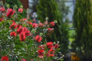 Каллистемон (Callistemon), bottle brush plant