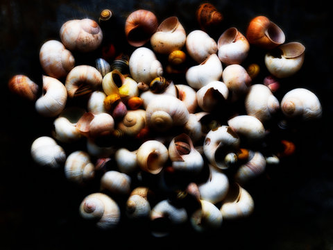 Snail shells