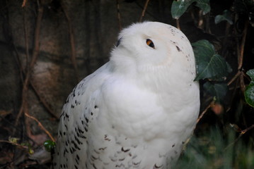 Obraz premium Harfang des neiges