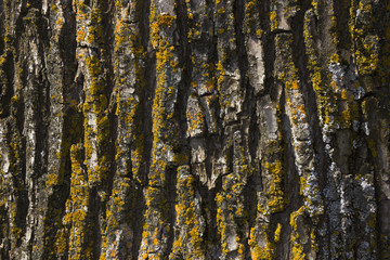 Obraz premium The bark of a tree covered with moss