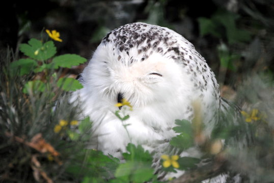 Harfang des neiges