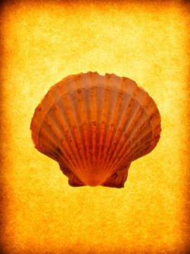 Scallop shell
