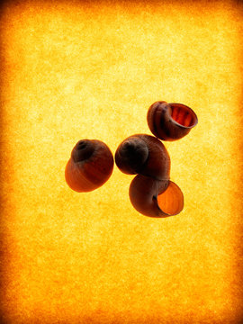 Snail shells