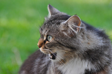 Hungry Norwegian cat looking up side, Fluffy cat yawn, Cat talking, angry cat